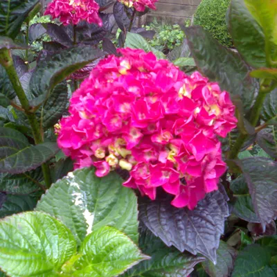 Obrázok produktu pre 2 x Hortenzia 'Merveille Sanguine' - Hydrangea macrophylla 'Merveille sanguinea' | 25-30 cm v kontajneri
