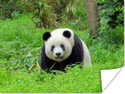 Produktbild von MuchoWow® Poster Panda - Gras - Tier 160x120 cm - Foto Plakat