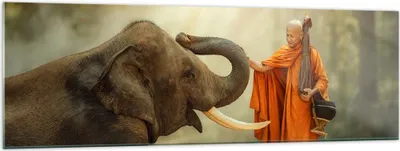 Produktbild von Bilder auf glas - Elefant Mönch Stoßzahn - 160x50cm - Glasbilder - Wandbilder - Kunstdruck - zum Aufhängen bereit - Wanddekoration aus Glas - Glas Bilder - Wandbild auf Glas - GAB160x50-3484
