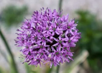 Produktbild von 25 x Allium hybr. 'Gladiator' - Zwiebeln - Frühblüher Blumenzwiebeln Winterhart