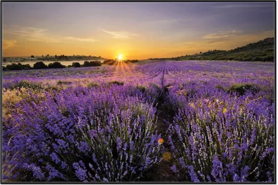 Produktbild von Wallario Wandbild Sonnenuntergang über dem Lavendel, Größe: 61 x 91,50 cm, Poster mit schwarzem Aluminiumrahmen