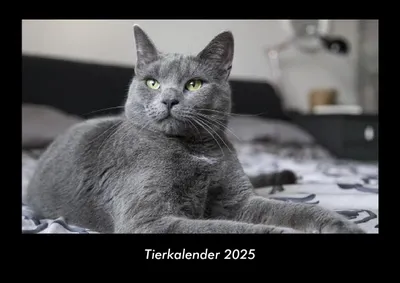 Produktbild von Tierkalender 2025 Fotokalender DIN A3