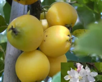Produktbild von Malus Golden Hornet - Zierapfel Golden Hornet - Speiseapfel 60-100
