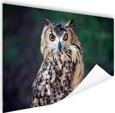 Produktbild von MuchoWow® Poster Uhu 60x40 cm - Schlafzimmerdekoration