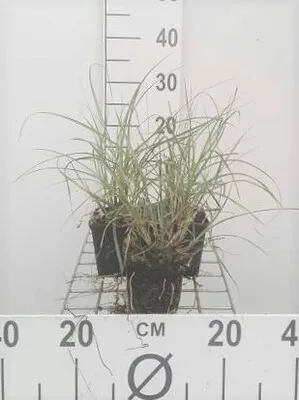 Produktbild von 6 x Miscanthus sin. 'Adagio' - Zwerg-Chinaschilf Adagio - Topf 9 x 9 cm
