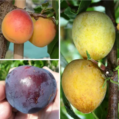Produktbild von Familienbaum Duo Multi Fruit Tree: Pfirsich - Blaue Pflaume - Rote Pflaume auf einem Baum Pfirsich Rekord - Blaue Pflaume The Czar