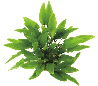 Obrázek produktu pro Kryptokoryna zelená Cryptocoryne wendtii