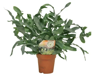 Image de Phlebodium Blue Star - 25-35cm - Ø12cm - Plante d'intérieur - Vert persistant