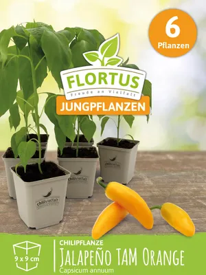 Artikelbild 7 von 'Chilipflanze Jalapeno TAM Orange' aus der Kategorie Chilipflanzen