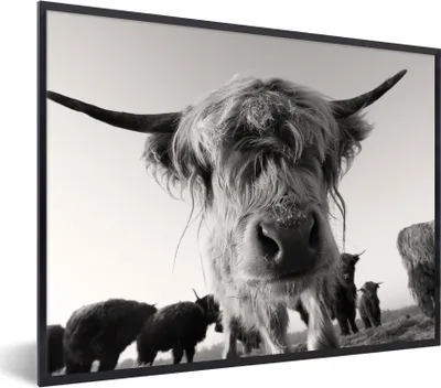 Produktbild von MuchoWow® Gerahmtes Poster Schottischer Highlander - Schwarz - Weiß - Tiere 80x60 cm - Poster mit Schwarzem Bilderrahmen Wandposter Rahmen Foto Bilder - Schwarzem - Mit Gestell