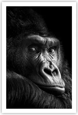 Produktbild von Poster - Poster ohne Rahmen - Affe Gorilla Porträt - 61x91,5 cm - Wand Bild - Wanddeko - Wandbilder - Kunstposter - Wandposter - Bilder - Kunstdruck - Wanddekoration - Wandbild - P2XPA61x91-5007