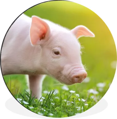 Produktbild von MuchoWow® Aluminium Wandkreis Tiere - Ferkel - Schwein Ø 90 cm Wanddeko Modern Wohnzimmer - Mauerkreis - Wandbilder - Runde Bild - Bild aus Aluminium - Schlafzimmer - Wohnzimmerdekoration - Wand Dekoration
