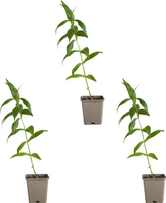 Zdjęcie produktu dla Bloomique - Zestaw 3 szt. - Floks ‘David’ - Floks - Zimoodporny - Bylina - Kwitnąca na biało - Zimozielony - Wysokość 10-20 cm - Doniczka 9 cm