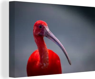 Produktbild von OneMillionCanvasses® - Leinwandbilder - 140x90 cm, Porträtfoto eines Waldrapps, Wandbilder Kunstdruck Wanddekoration - Foto auf Leinwand - Gemälde auf Holzrahmen