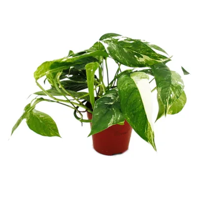 Zdjęcie produktu dla Bluszcz bialy wzorzysty - Epipremnum variegata - Scindapsus - doniczka 12 cm - pnaca roslina doniczkowa