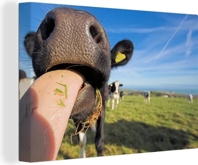 Produktbild von OneMillionCanvasses® - Leinwandbilder - 140x90 cm, Kühe - Gras - Zunge, Wandbilder Kunstdruck Wanddekoration