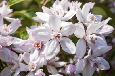 Produktbild von Deutzia 'Mont Rose', Maiblumenstrauch, rosa, 40–60 cm
