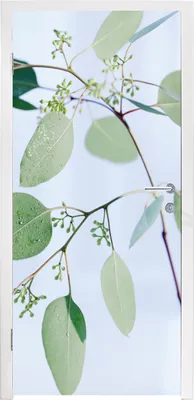 Produktbild von MuchoWow® Türtapete Selbstklebende Türfolie Eukalyptuszweige mit Blättern 90x215 cm Türposter Türaufkleber Klebefolie Türklebefolie - Plakat an der Tür - Türsticker - Aufklebern