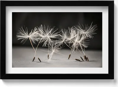 Produktbild von Zarte Pollen einer Schmeißfliege– Wandbild mit Rahmen – Gerahmtes Bild  – Wanddekoration – 30x20 cm –  Schwarz Rahmen