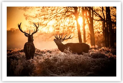 Produktbild von Poster - Poster ohne Rahmen - Deer Heidekraut Tier - 91,5x61 cm - Wand Bild - Wanddeko - Wandbilder - Kunstposter - Wandposter - Bilder - Kunstdruck - Wanddekoration - Wandbild - P2XAA91x61-3043