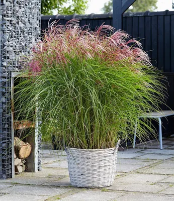 Produktbild von BALDUR Garten Miscanthus Red Cloud®, 1 Pflanze, Chinaschilf, Ziergras, winterhart bis -23° C, winterharte mehrjährige Staude, pflegeleicht, blühend, Miscanthus sinensis