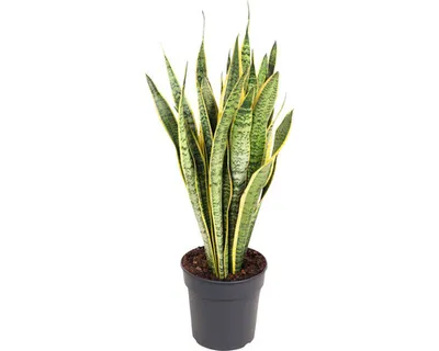 Produktbild von Bogenhanf FloraSelf Sansevieria trifasciata 'Laurentii' H 80-90 cm Ø 24 cm Topf