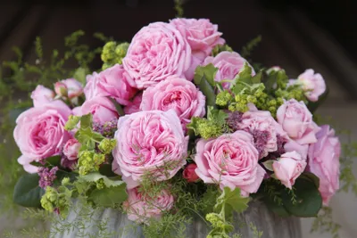 Produktbild von Rosa 'Rosengräfin Marie Henriette', Parfuma, rosa, 7 Liter Topf