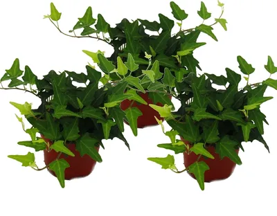 Produktbild von Hedera helix, 3er Set, Efeu, grünlaubig 9cm Topf