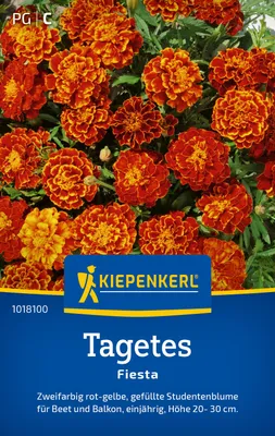 Produktbild von Kiepenkerl Tagetessamen Fiesta Tagetes patula 50 Pflanzen