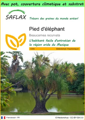 Image de SAFLAX Garden to go - Pied d'éléphant - 10 graines - Beaucarnea