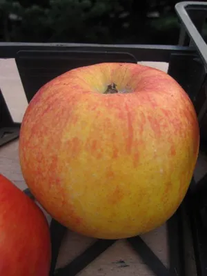 Produktbild von Winterapfel Jonagold - Malus domestica - Tafelapfel