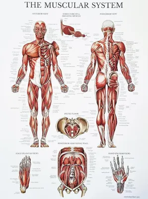 Wandposter Anatomie Muskelsystem 40x30 cm ohne Rahmen