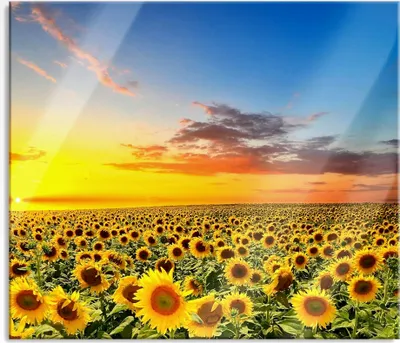 Produktbild von Herdabdeckplatte & Spritzschutz aus Echtglas mit Sonnenuntergang und Sonnenblumen | Für Kochfelder | 60x52 cm