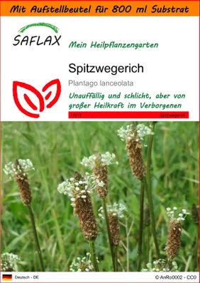 Produktbild von SAFLAX Garden in the bag - Spitzwegerich - Plantago lanceolata - 100 Samen - Mit Anzuchtsubstrat im praktischen, selbst aufstellenden Beutel