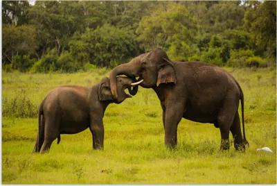 Produktbild von MuchoWow® Poster Elefant - Gras - Tiere - Grün 30x20 cm - Plakate - Print