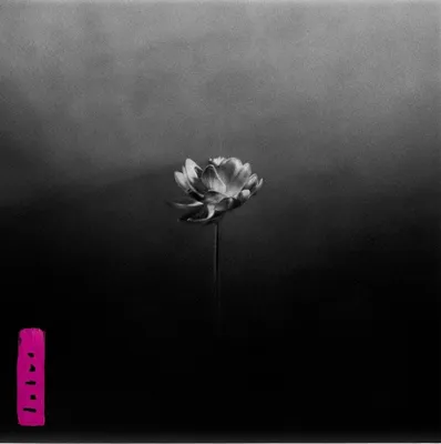 Obrázek produktu pro Little Simz - Lotus (2 LP)