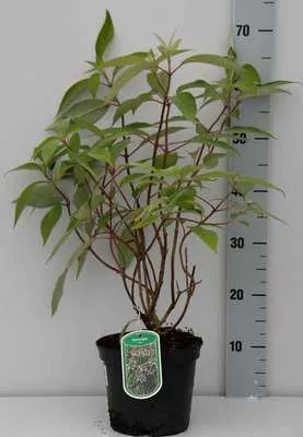 Image de Hydrangea villosa - Hortensias en conteneur 25- 30 cm