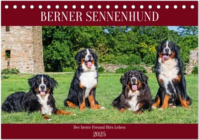 Produktbild von Berner Sennenhund - Der beste Freund fürs Leben (Tischkalender 2025 DIN A5 quer), CALVENDO Monatskalender