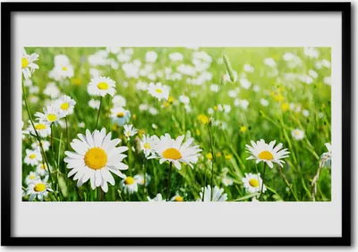 Produktbild von Bild 100x70 MDF-Rahmen Wandkunst Gänseblümchen-Blumen-Anlage