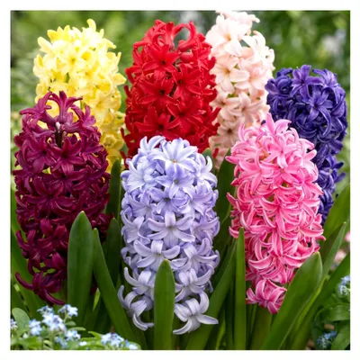 Produktbild von Duftende Hyazinthen (15 Zwiebeln) Kollektion, 5 Sorten, 3 von jeder Farbe, Mehrjährig, Winterhart Blumenzwiebeln Mix