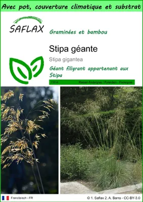 Image de SAFLAX Garden to go - Stipa géante - 10 graines - Stipa