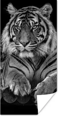 Produktbild von MuchoWow® Poster Sumatra-Tiger auf schwarzem Hintergrund 60x120 cm - Wandschmuck