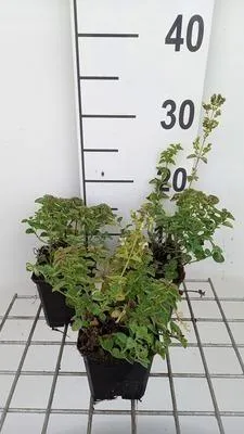 Immagine prodotto di 6 x Origanum vulg. 'Hot & Spicy' - Origano - vaso 9 x 9 cm