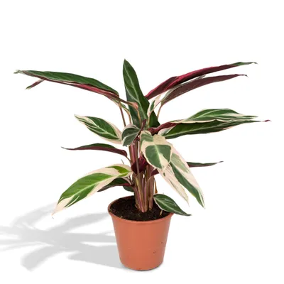 Image de Meergroothandel Calathea Triostar - 70 cm, Ø 19 cm