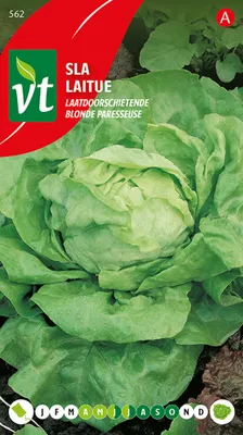 Obrázok produktu pre Neskoré semená šalátu - približne 3 gr | VT_562