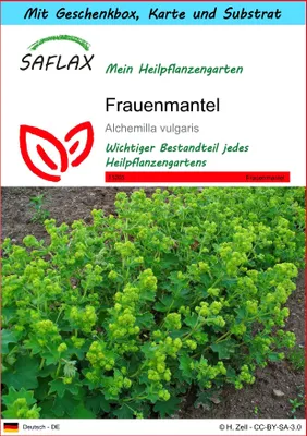 Produktbild von SAFLAX - Geschenk Set - Heilpflanzen - Frauenmantel - 100 Samen - Mit Geschenk- / Versandbox, Versandaufkleber, Geschenkkarte und Anzuchtsubstrat - Alchemilla vulgaris
