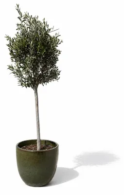 Zdjęcie produktu dla Drzewko oliwne w donicy ceramicznej Provencelia LANCELOT, Tropikalna zieleń, donica Ø47 x H41 cm