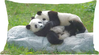 Produktbild von MuchoWow® Zierkissen Sofakissen Wohnzimmer Dekokissen 60x40 cm Pandas - Gras - Stein - Kopfkissen - Polster mit Foto