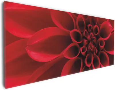 Produktbild von Wallario Premium Leinwandbild Rote Dahlienblüte in Nahaufnahme in Größe 30 x 75 cm