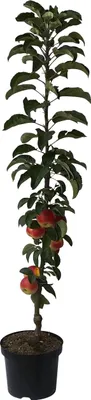 Produktbild von Säulenapfel Suncats (S)  zweijährig 7,5 Liter Topfballen